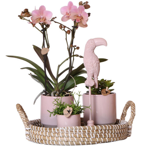 Roze orchidee, Rhipsalis en succulent in rieten schaal